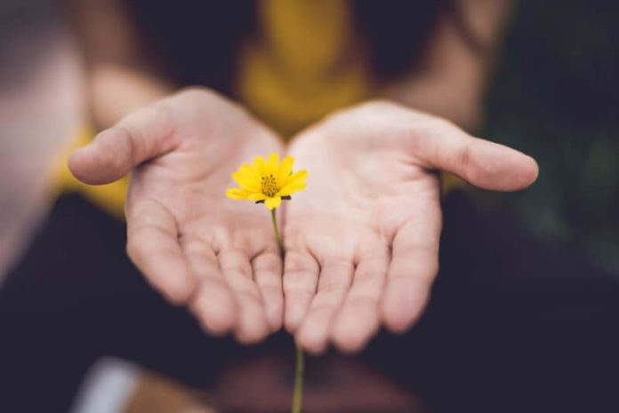 person holding out a flower in her palms