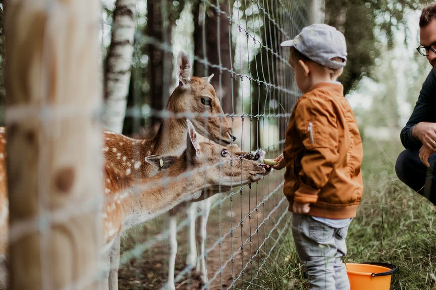 A young family on a zoo trip feeding the deer.