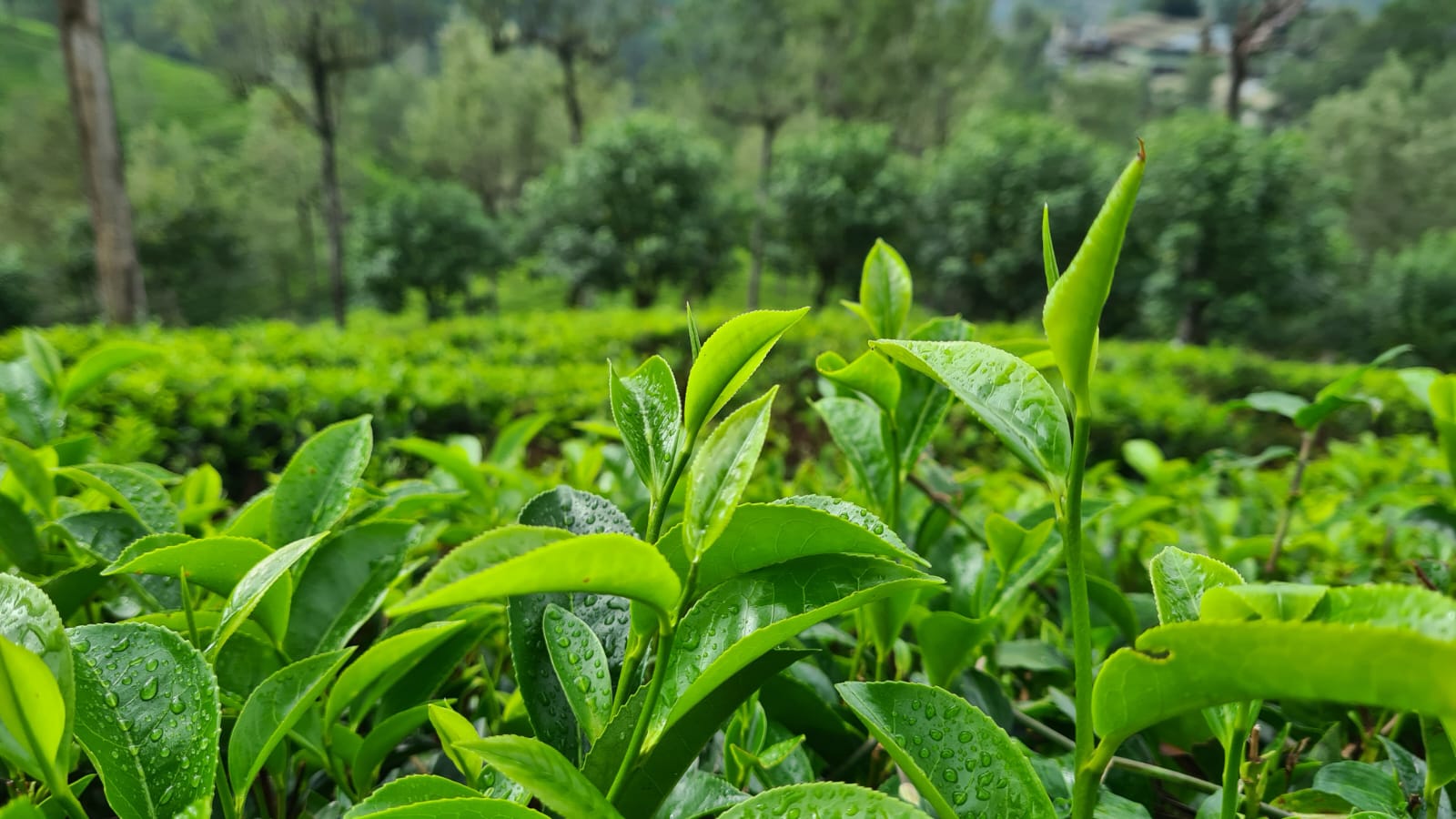 Local Partner Spotlight : The Tea Makers of London - SnackMagic Blog